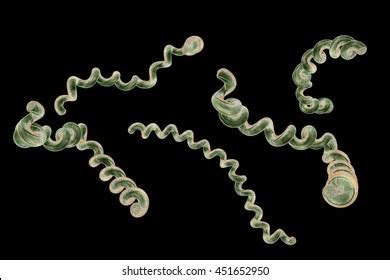 Lyme Disease Borreliosis Disease Borrelia 3d Stock Illustration ...