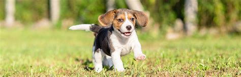 Beagle Mixes - 7 Adorable Beagle Mixed Breeds | My Pet Needs That