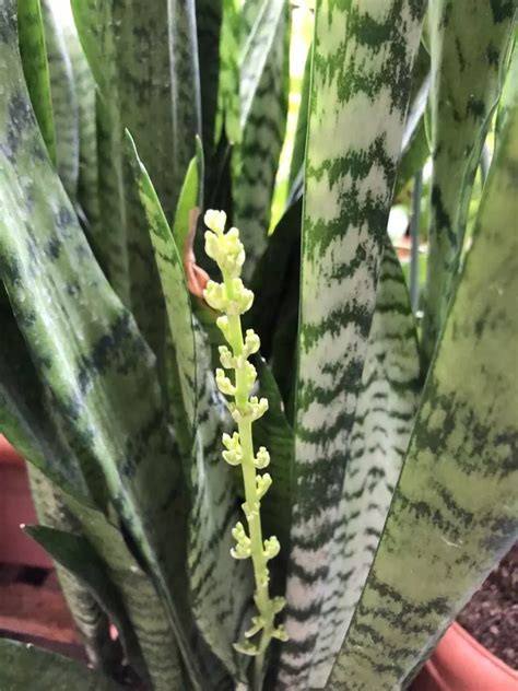How Fast Do Snake Plants Grow? - The Practical Planter