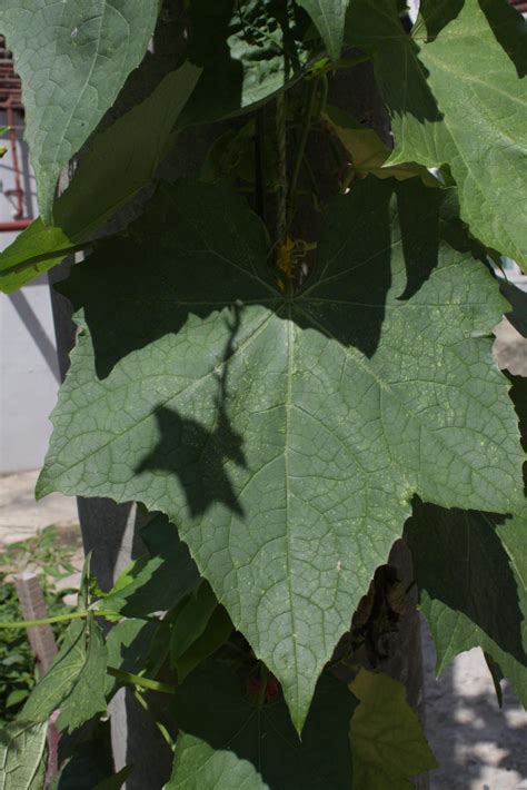 Luffa (Luffa aegyptiaca) | Feedipedia