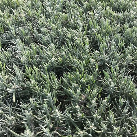 Lavandula angustifolia 'Dwarf Blue' (Lavendel) - Vaste Tuinplanten