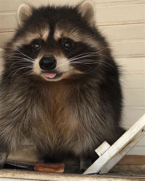 When Trash Pandas Invade 45 Raccoon Encounters Thatll Make Anyone