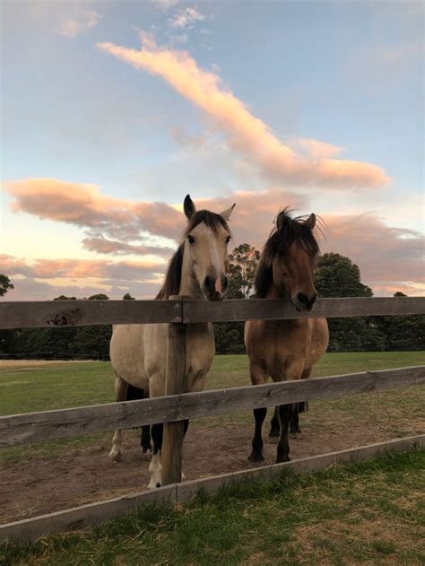 pinterest cute horses cute animals images horse aesthetic