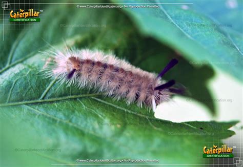 Banded Tussock Moth Caterpillar