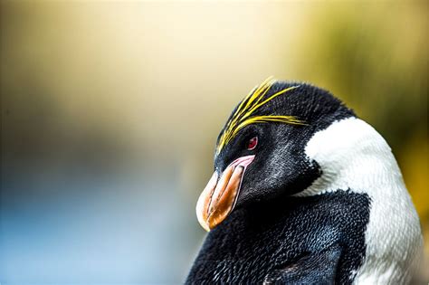Macaroni penguin (Eudyptes chrysolophus) on South Georgia Island
