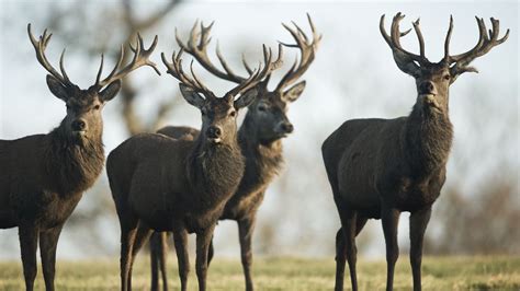 Wallpaper Deer Lots Grass Walk Flock Hd Picture Image