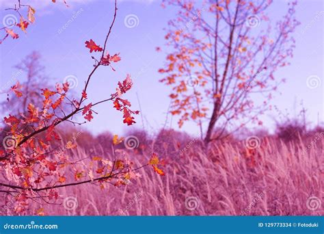 Autumn red nature scene stock photo. Image of design - 129773334