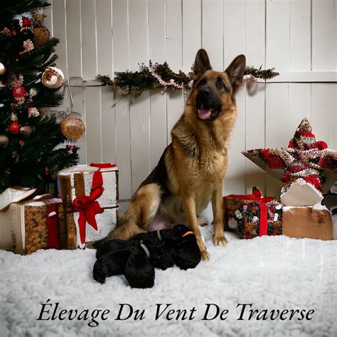 Elevage Aur Lie Leduc Eleveur De Chiens Chiots Berger Allemand Lof