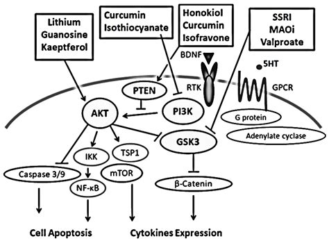 Pi K Akt Gsk Pathway Involved In Psychiatric Illnesses Encyclopedia Mdpi