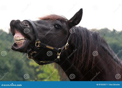 Smiling horse stock image. Image of horses, smile, humor - 8703357