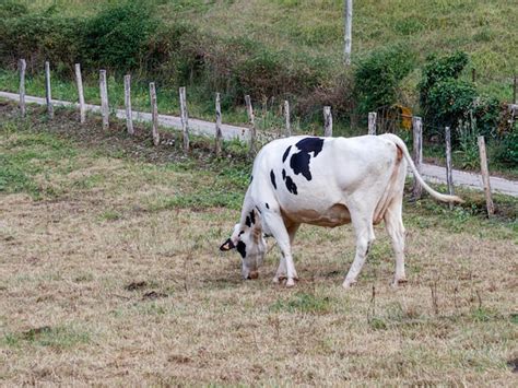 Premium Photo | Cow eating grass