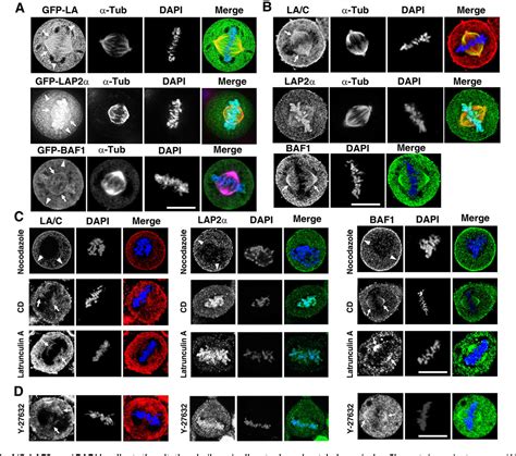 Figure 1 From The Lamin Aclap2αbaf1 Protein Complex Regulates