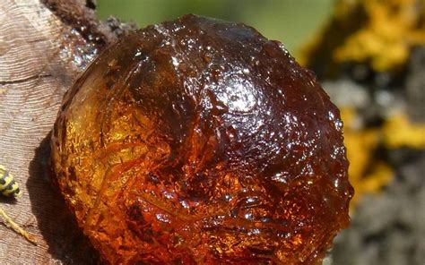 What Is Tree Resin And How Can You Use It