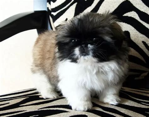 Miniature Pekingese Puppies Available For Sale