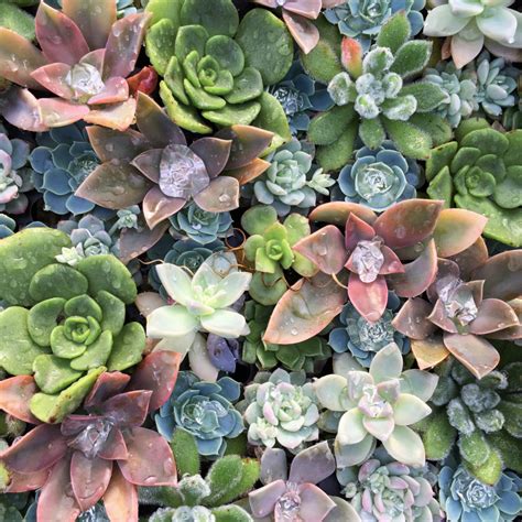 The Wonderful World Of Succulents Discover Siskiyou