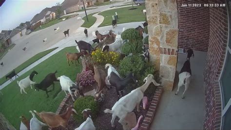 Gang Of Goats Take Over A Texas Neighborhood