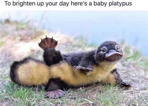 Baby platypus:) | r/wholesomememes | Wholesome Memes | Know Your Meme