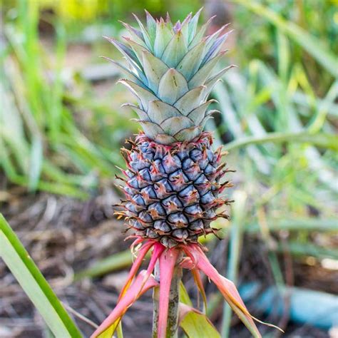 Ananas comosus, Pineapple- Plant – Wild Roots