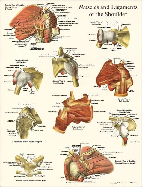 Shoulder Pain Anatomy Map - Shoulder Anatomy and Rotator Cuff Injury ...