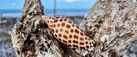 The Rare Junonia Shell, Tips On How To Find One | Blog