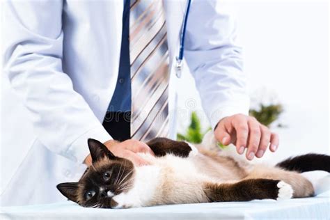 Vet Checks The Health Of A Cat Stock Photo Image Of Occupation