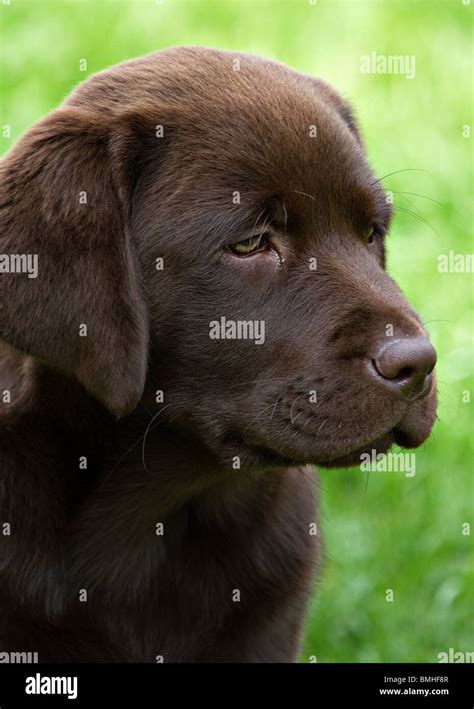 A chocolate labrador puppy Stock Photo - Alamy