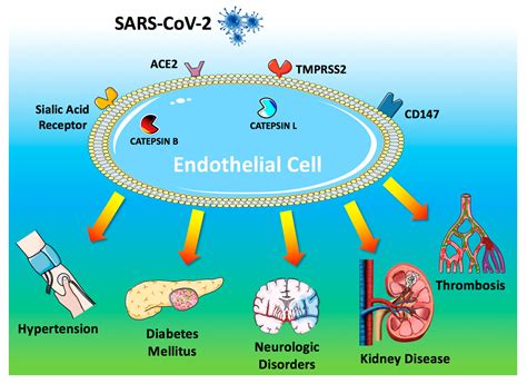 JCM Free Full Text Hypertension Thrombosis Kidney Failure And