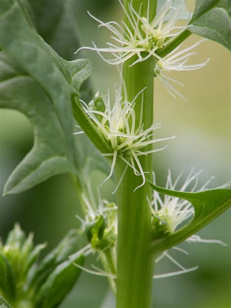 Spinacia Oleracea Spinach Spinaches North Carolina Extension