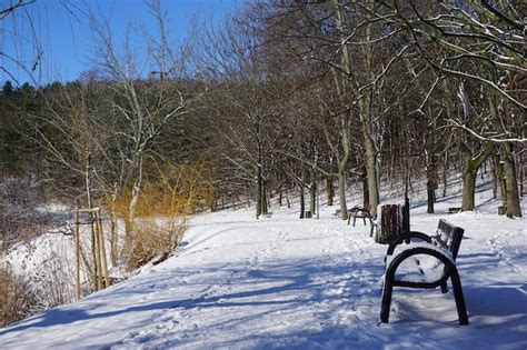 Premium Photo | Road in park at winter