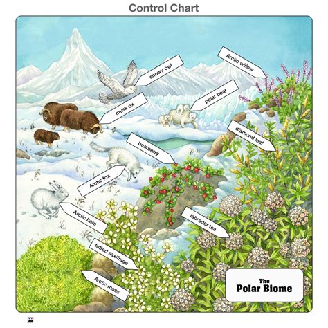 Montessori Materials Polar Biome Complete Set