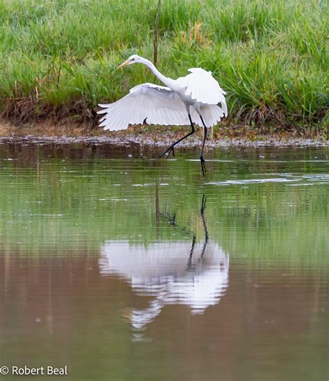 Great White Egret - Fly By Night Aviation, Inc.