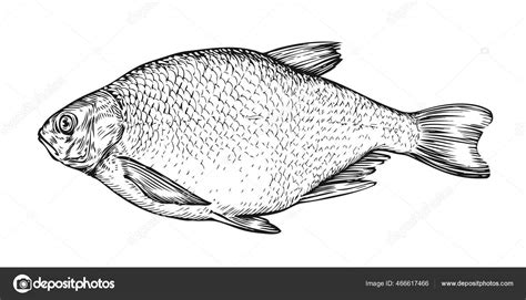 Fish Sketch Hand Drawn Bream Engraving Style Vector Stock Vector by ...