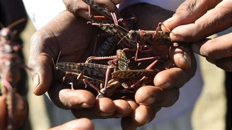 Unglaubliche Aufnahmen Heuschrecken Invasion In Afrika Kabel Eins