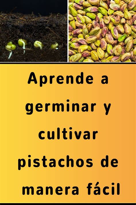 Aprende A Germinar Y Cultivar Pistachos De Manera F Cil Agriculture