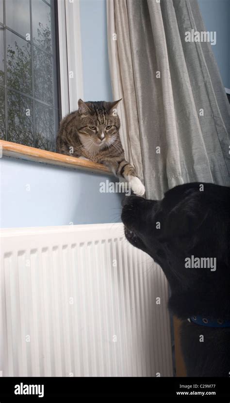 Dog And Cat Vertical Banque De Photographies Et Dimages à Haute