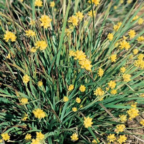 Conostylis Aculeata