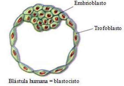Tejidos Embrionarios Primera Y Segunda Semana Del Desarrollo Flowchart