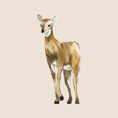 Female deer painted by watercolor | Free Vector Illustration - rawpixel