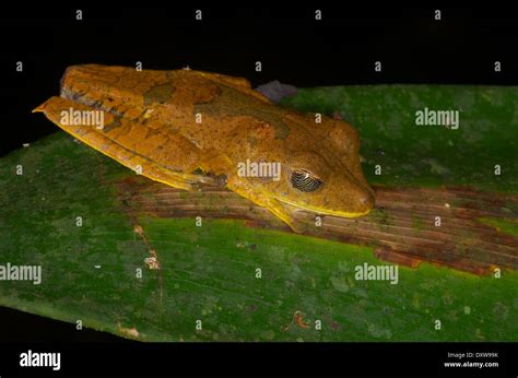 Un Mapa Treefrog Hypsiboas Geographicus Dormir Sobre Una Hoja En La