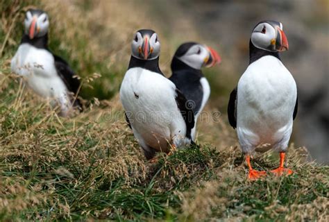 The Atlantic Puffin Also Known As The Common Puffin Stock Photo