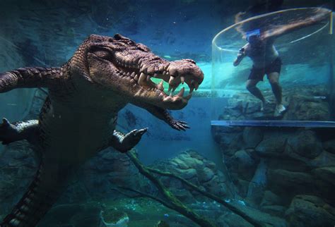 Crocosaurus Cove | Saltwater Crocodiles Darwin | Rydges Darwin Central