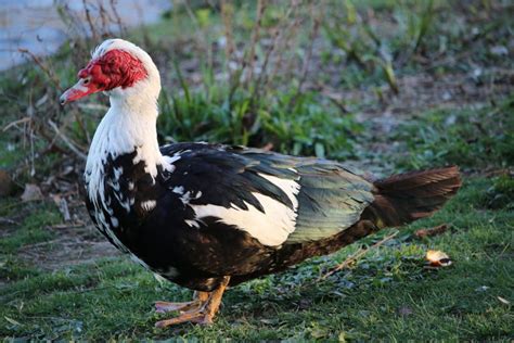 Canard de barbarie au Parc de la tête d or 6 avril 2015 La Fondation