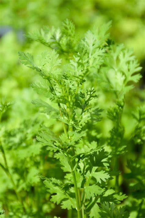 Green Coriandrum Sativum Leaves Cilantro Coriander Isolated On White