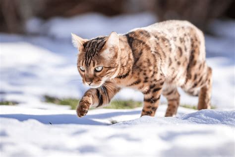 Snow Bengal Cat: Breed History, Coat Colors + More Interesting Facts