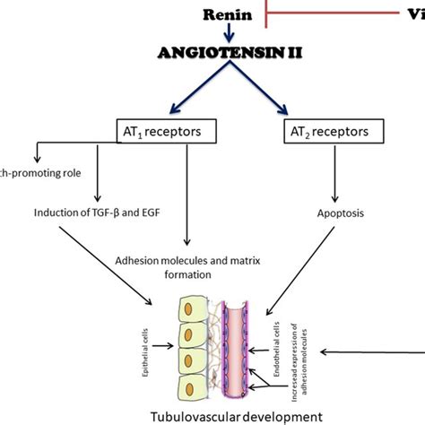 Simplified Diagram Of The Effects Of Angiotensin Ii Angii And Vitamin