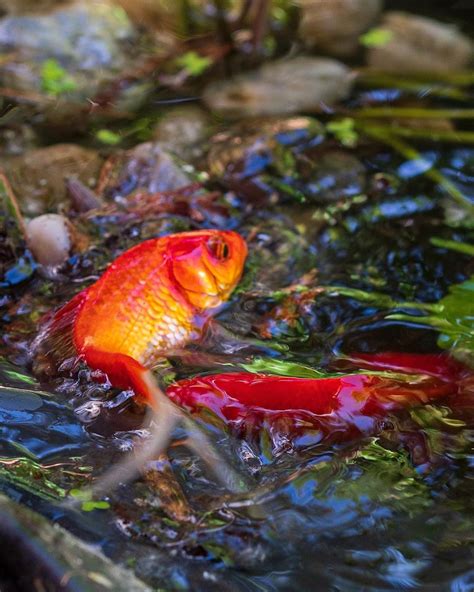 Fisch Wasser Natur Fischlexikon