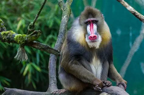 Mandrill Pictures | Download Free Images on Unsplash