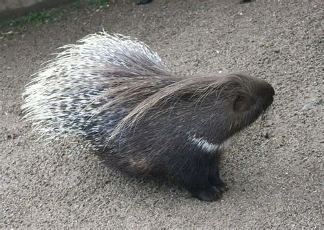 Porcupine Behavior - AnimalBehaviorCorner