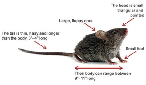 How To Identify Mice Ehrlich Pest Control