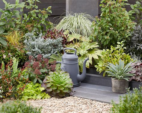 Immergrüner Garten mit Skimmie Bild kaufen 13744675